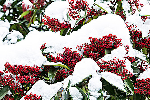 雪中红果