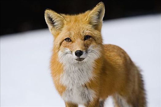 雌性,红狐,阿尔冈金省立公园,安大略省,加拿大