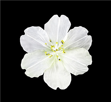 白色,花,隔绝