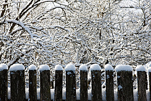 木篱,雪,正面,冬季风景