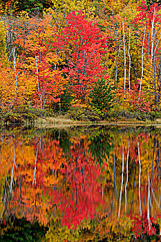 秋天,反射,湖,安大略省,加拿大