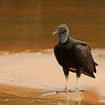 黑美洲鹫,站立,岸边,潘塔纳尔,巴西,南美
