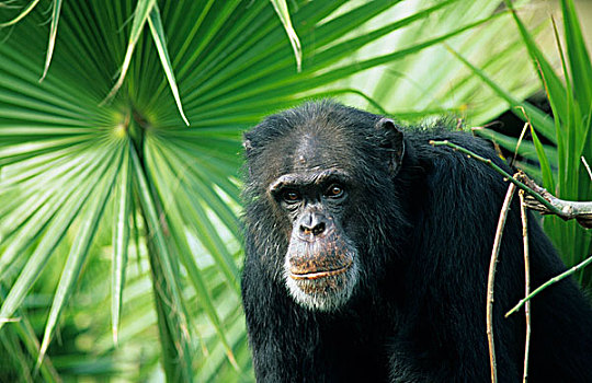 黑猩猩,成年,旁侧,叶子