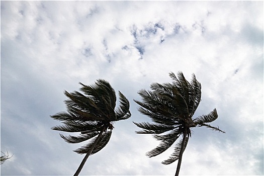 棕榈树,风