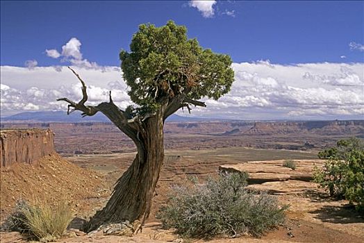 美国,犹他,峡谷地国家公园,桧属植物