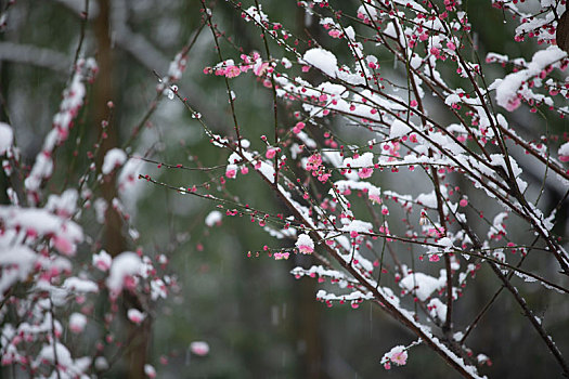 大雪中红梅花开