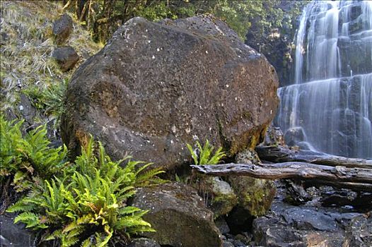 特写,蕨类,瀑布,靠近,奥弗兰,摇篮山,国家公园,塔斯马尼亚,澳大利亚