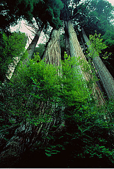 草原小溪红杉,红杉国家公园,加利福尼亚,美国