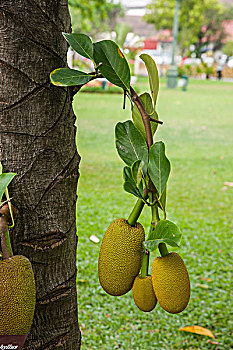 泰国曼谷五世皇柚木行宫园林艺术菠萝蜜树