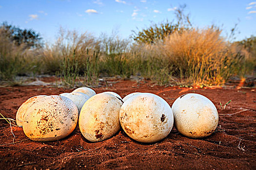 鸟窝,鸵鸟蛋,红色,沙子,卡拉哈里沙漠,纳米比亚,非洲