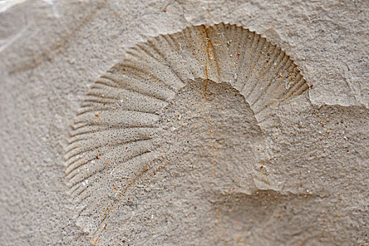 菊石,化石,岁月,普拉蒂纳特,巴伐利亚,德国