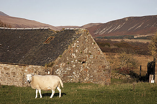 苏格兰,北爱尔郡,荒野,绵羊,阿兰岛