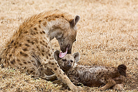 坦桑尼亚,恩戈罗恩戈罗,保护区,斑鬣狗,舔,幼仔