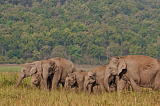 印度,亚洲象,草地,国家公园
