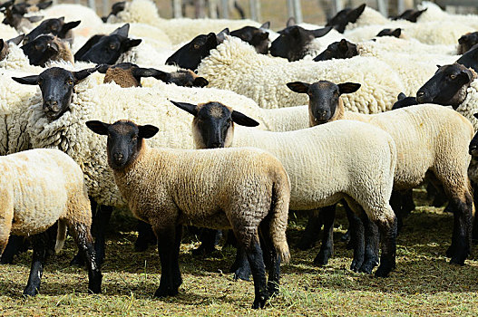 绵羊,羊群,畜栏,火地岛,省,智利,南美