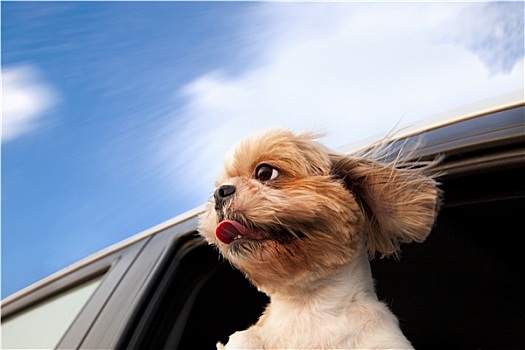 狗,车窗,享受,公路旅行