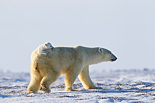 北极熊,幼兽,骑,背影,瓦普斯克国家公园,曼尼托巴,加拿大