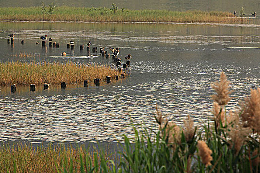深圳湿地公园