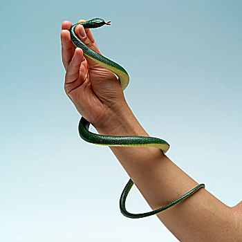 黑色,握着,绿色,塑料制品,蛇