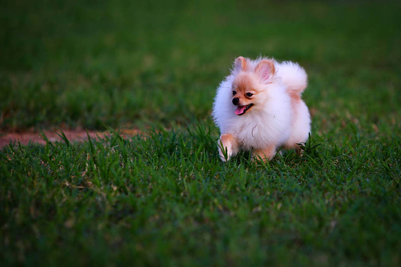 博美狗,小狗,跑,绿色,草地,高兴_高清图片_全景视觉
