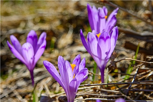 紫色,藏红花,花,盛开,春天
