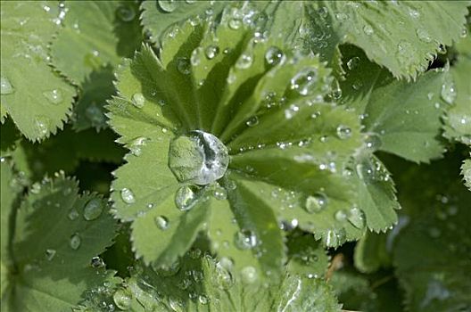 水滴,斗篷草,离开