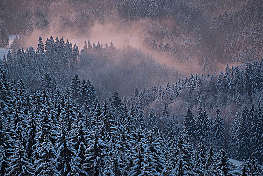 清晨,冬日树林,巴特特尔茨,巴伐利亚阿尔卑斯山,巴伐利亚,德国