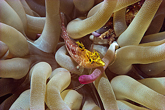 黏鱼,触角,海葵,英属维京群岛,加勒比