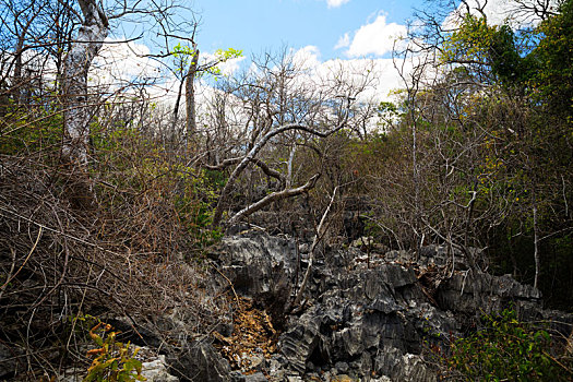 干燥,岩石,树林,自然保护区,马达加斯加,荒野
