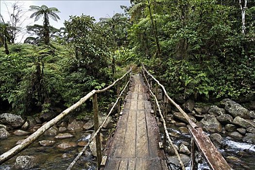 桥,上方,河,哥斯达黎加