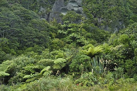 岩石构造,雨林,南岛,新西兰