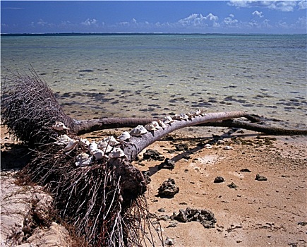棕榈树,海岸线,多巴哥岛