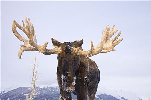 肖像,驼鹿,阿拉斯加野生动物保护中心,冬天