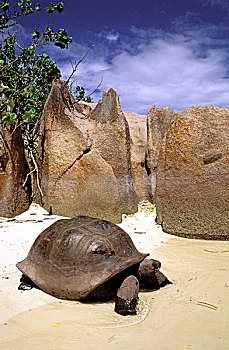 非洲,塞舌尔,岛屿,巨龟