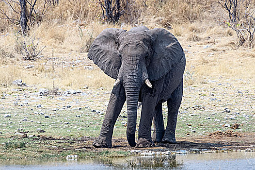 成年,雄性,非洲象,站立,水潭,埃托沙国家公园,纳米比亚,非洲