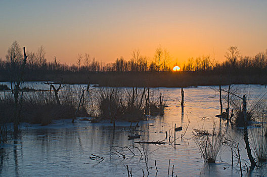日落,冬天,高沼地,荷兰,欧洲