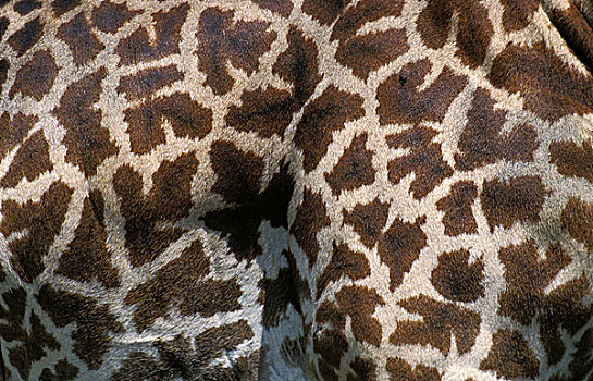 马赛长颈鹿,特写,皮肤,马赛马拉,公园,肯尼亚