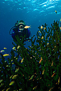 青少年,潜水,岁月,靠近,珊瑚,树,大,鱼群,米尔恩湾,巴布亚新几内亚