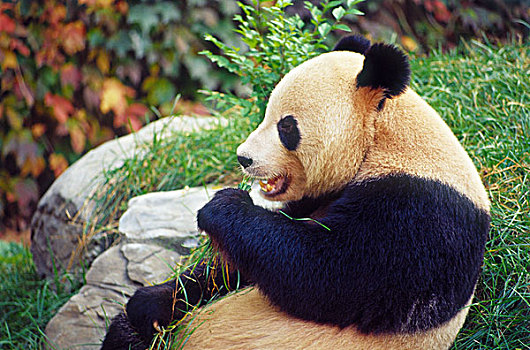 中国,大熊猫