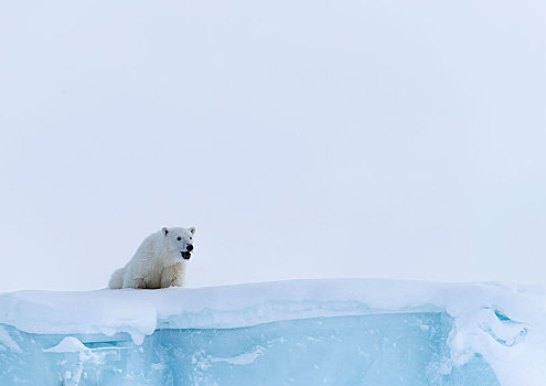 北极熊,幼兽,15个月,老,看,冰山,杂乱无章,巴芬岛,努纳武特,加拿大,北美