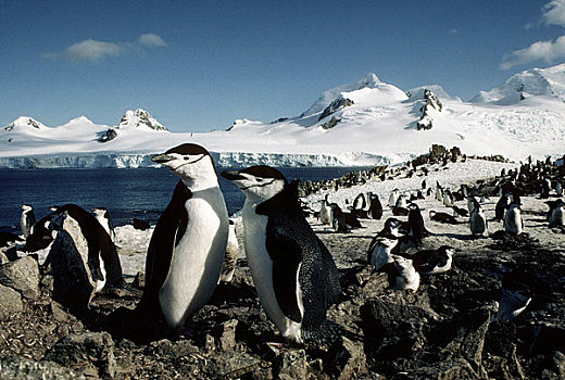南极,帽带企鹅,生物群,岛屿,背景