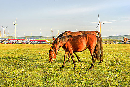 内蒙古辉腾锡勒草原风光,新能源,风力发电,日出,马
