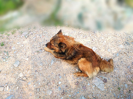 犬 宠物犬 狗