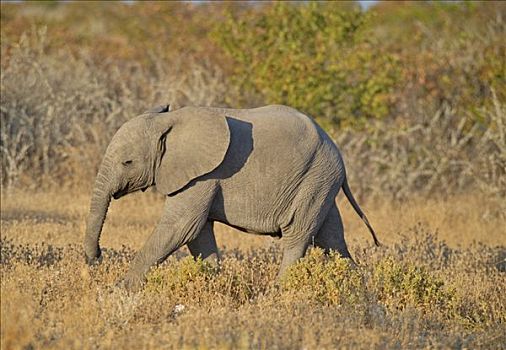 年轻,非洲,灌木,大象,非洲象,埃托沙国家公园,纳米比亚
