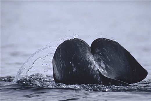 独角鲸,一角鲸,尾部,巴芬岛,加拿大