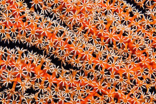 珊瑚,柳珊瑚目,特写,珊瑚虫,南,苏拉威西岛,太平洋,印度尼西亚,亚洲