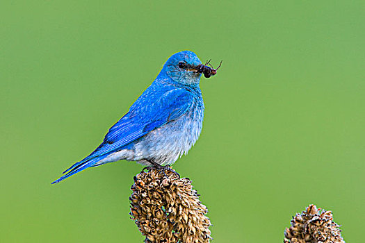 山,蓝知更鸟,不列颠哥伦比亚省,加拿大