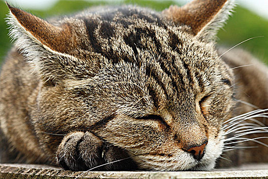 虎斑猫,睡觉,头像