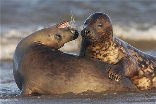 灰海豹,一对,玩,海浪,自然保护区,英格兰
