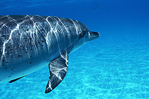 大西洋点斑原海豚,花斑原海豚,巴哈马,加勒比